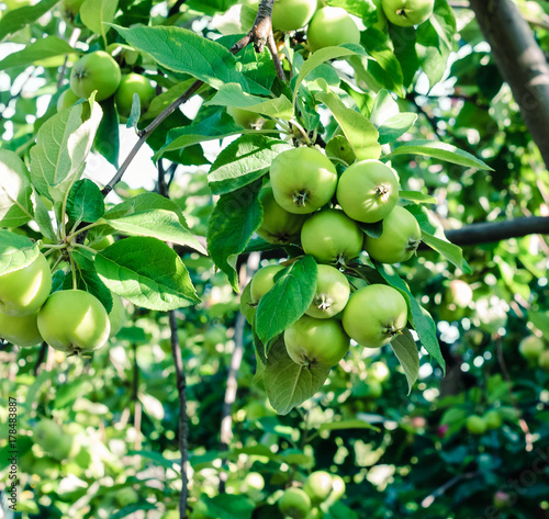 Maturing Apple tree with green apples