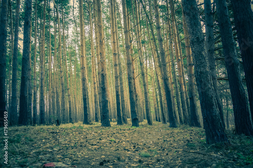 pine-forest-spring-morning-retro