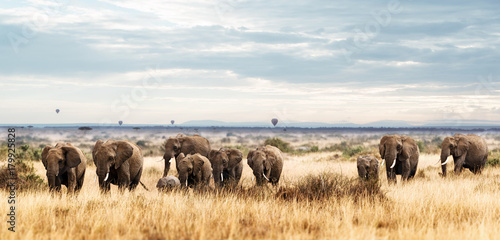 Obraz na płótnie Herd of Elephant in Kenya Africa