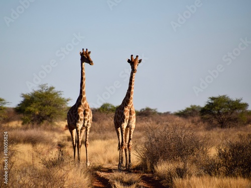 Obraz na płótnie Giraffen - Afrika - Wüste