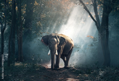 Obraz na płótnie Elephant