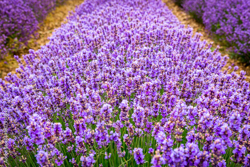szczegol-linia-lawendowi-kwiaty-blisko-valensole-wioski-provence-francja