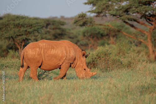 Obraz na płótnie A white rhinoceros (Ceratotherium simum) grazing in natural habitat, South Africa.