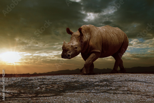Obraz Fotograficzny african rhinos walking on dirt field against beautiful sun set sky