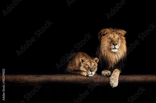 Obraz Fotograficzny Lion and lioness, animals family. Portrait in the dark