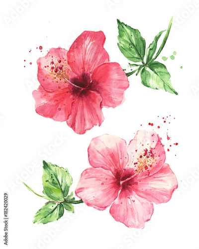 kwiaty-hibiskusa-malarstwo-akwarelowe