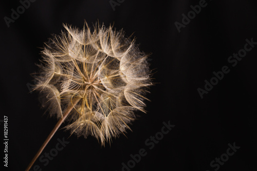 Obraz na płótnie Abstract macro photo of a dandelion on black background.
