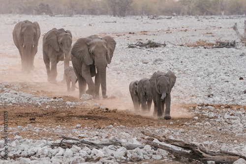 Obraz na płótnie Elephant family group marching through desert