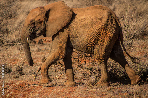 Obraz na płótnie elefante che cammina nella savana