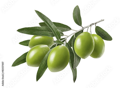 Long olive branch isolated on white background © kovaleva_ka