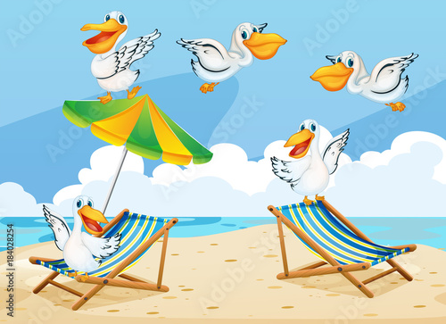 szene-mit-pelikanvogeln-auf-dem-strand