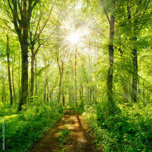 Wanderweg durch grünen Wald im Frühling, Sonne strahlt durchs frische Laub © AVTG