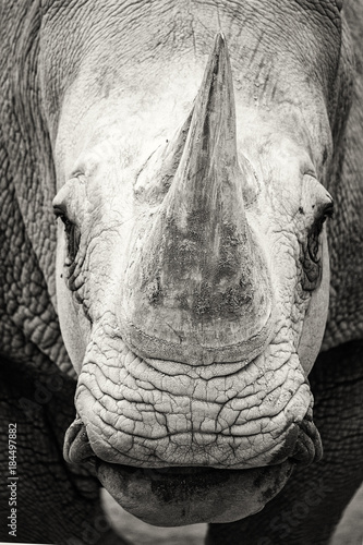 Obraz na płótnie Southern White Rhinoceros Closeup Black and White