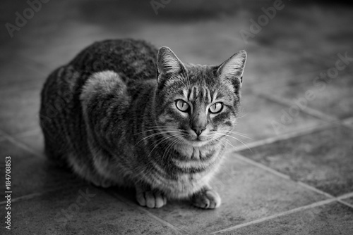 Obraz na płótnie Tabby cat portrait in black and white