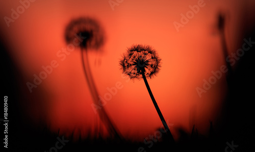 dandelions-sylwetki-o-zachodzie-slonca
