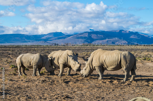 Obraz Fotograficzny Rhinos in Cape Town Safari