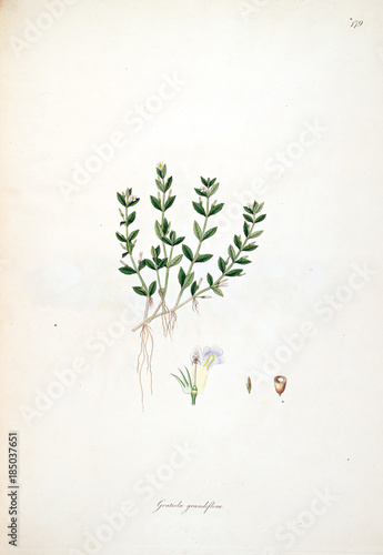botanische-illustration