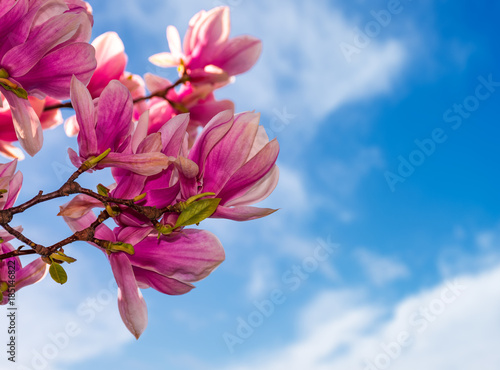 magnolia-flowers-branch-on-a-blue-sky-background