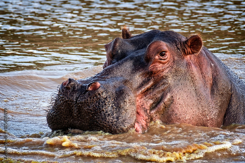 Obraz na płótnie Hippo in the WIld