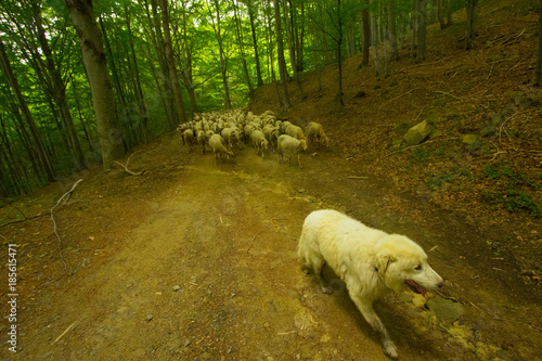 Il Cane Pastore E Il Gregge Di Pecore Buy Photos Ap Images