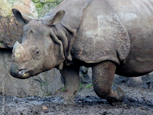 Obraz na płótnie Potężny nosorożec idący w błocie