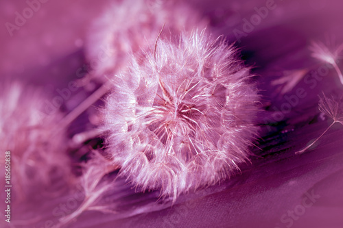 Obraz na płótnie Dandelion seeds - selective focus on dandelion seeds 