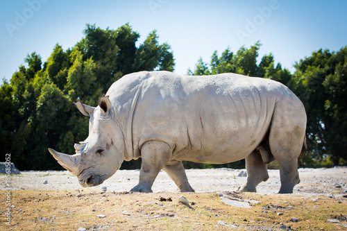 Obraz Fotograficzny Big white rhino on the ground