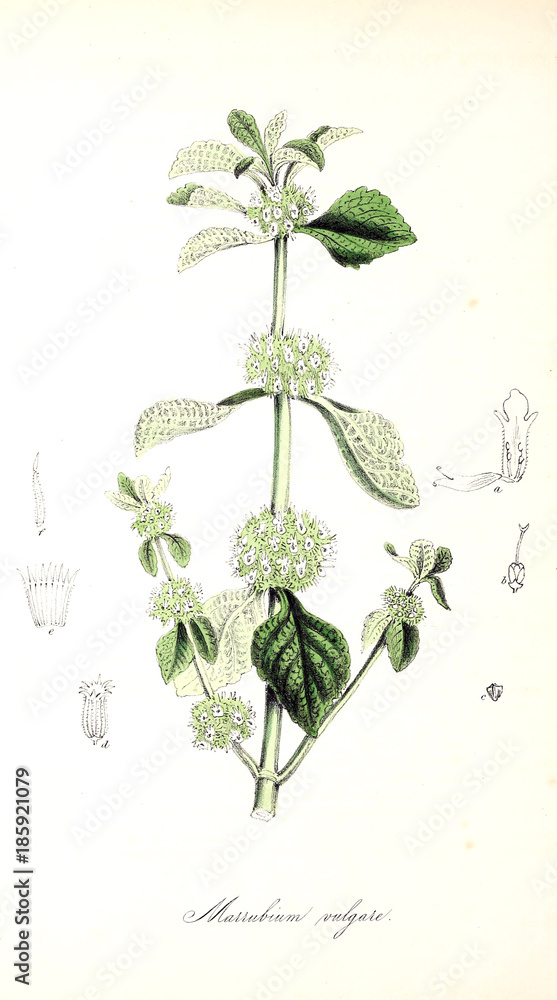 botanische-illustration