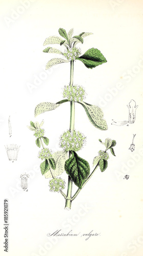 botanische-illustration
