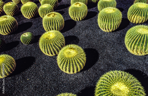 pile-of-echinocactus-grusonii-cactus-typical-of-southern-hemisphere-countries