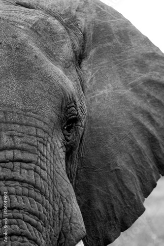 Obraz na płótnie An Elephant Closeup