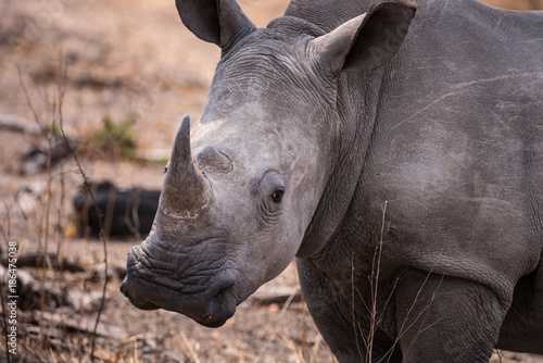 Obraz Fotograficzny White rhino close up head shot