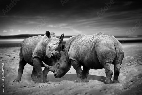 Obraz na płótnie Two rhinoceros fighting head to head monochrome image