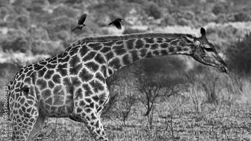 Obraz na płótnie Giraffe at Pilanesberg National Park, South Africa