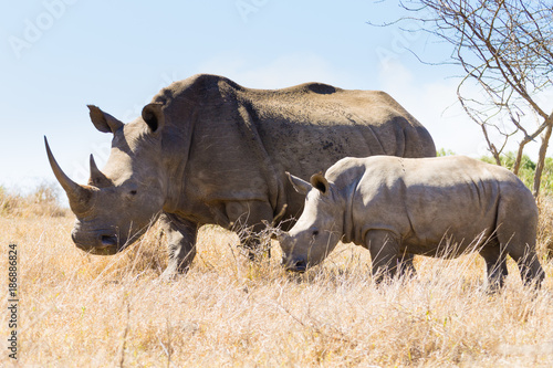 Obraz Fotograficzny White rhinoceros with puppy, South Africa