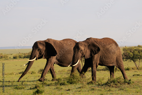Obraz na płótnie Elephants in the Masai Mara