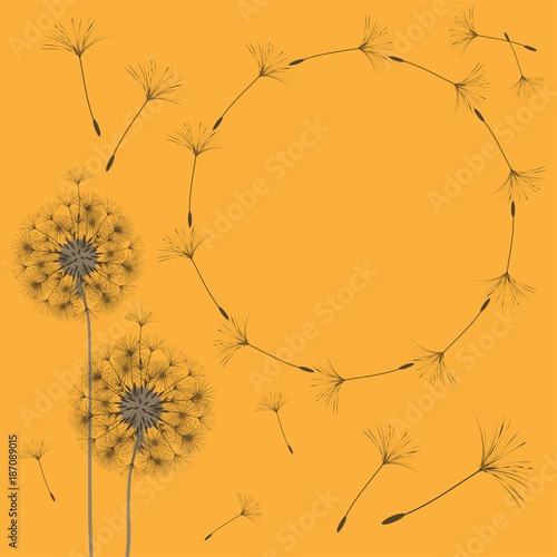 Obraz na płótnie Abstract frame of a dandelion for design.