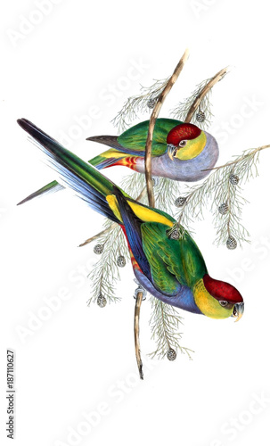 illustration-des-papageien