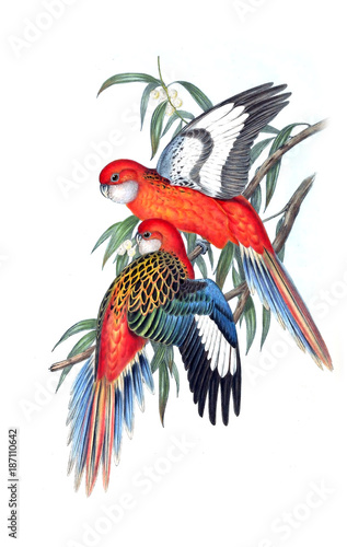 illustration-des-papageien