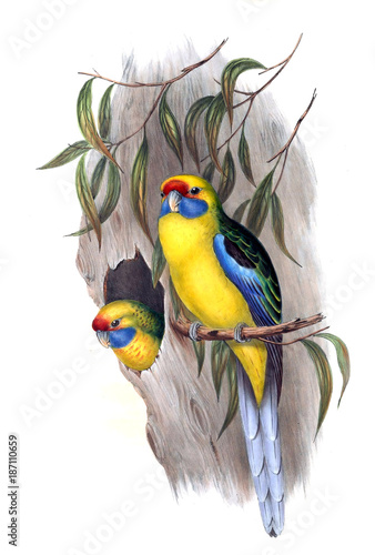 illustration-des-papageien