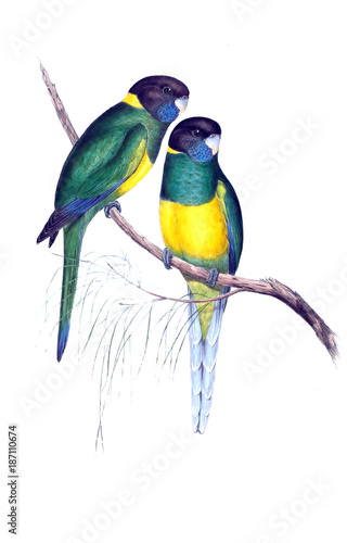 illustration-des-papageien