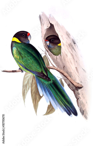 illustration-des-papageien