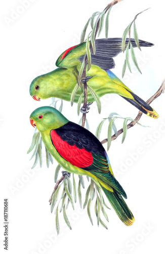 illustration-des-papageien
