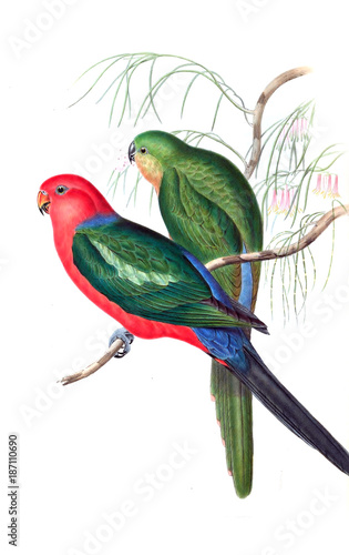 illustration-des-papageien