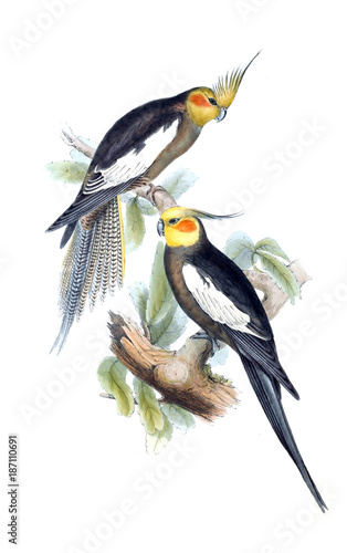 illustration-des-papageien