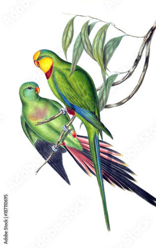 illustration-des-papageien