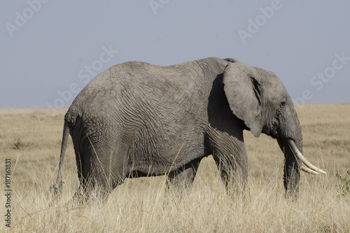Obraz na płótnie Elefante solitario al Masai Mara