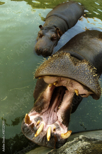 Obraz na płótnie Hippo in the zoo