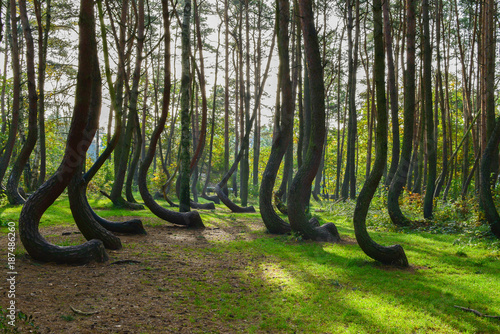 ein-merkwurdiger-neugieriger-wald-in-polen