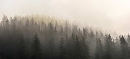 Naklejka natura świt drzewa panorama